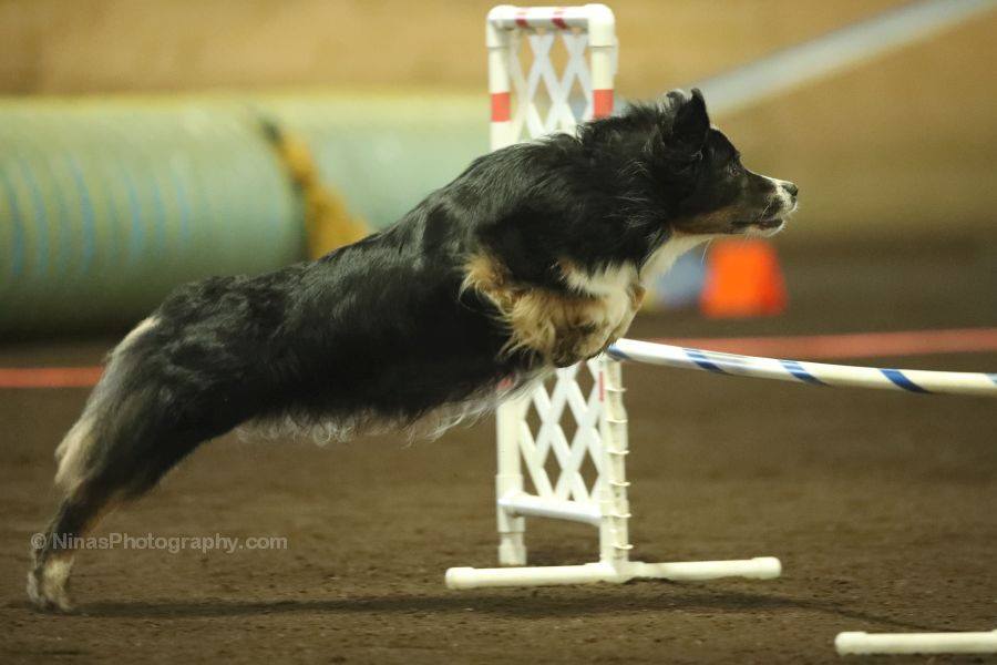 Paws agility discount